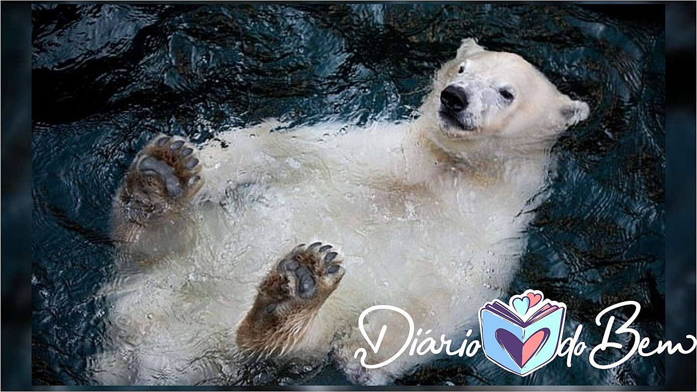 urso polar filhote é fotografado nadando de barriga para cima em