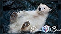 Urso polar filhote é fotografado nadando de barriga para cima em zoológico da Alemanha. (Foto: Antje Wenner-Braun)
