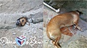 Cachorrinha fica com cabeça entalada em muro de residência em Sabará, Na Região Metropolitana de Belo Horizonte. 