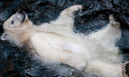 O filhote de urso polar foi fotografado no zoológico Adventure Zoo, no norte da Alemanha. (Foto: Antje Wenner-Braun)