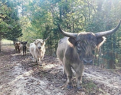 Educadamente as vacas andam pelo santuário em fila única.