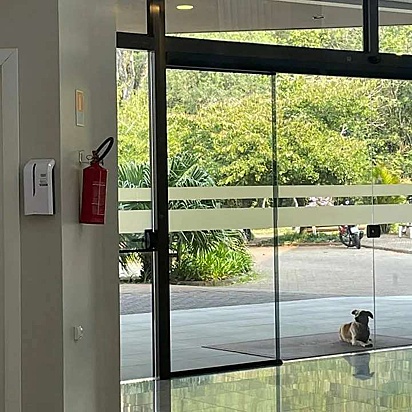 O cachorro Amarelo aguardando o seu dono na porta do hospital.