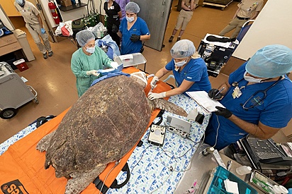 A equipe fazendo a cirurgia na tartaruga.