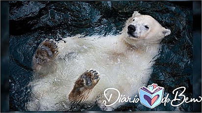 Urso polar filhote é fotografado nadando de barriga para cima em zoológico da Alemanha. (Foto: Antje Wenner-Braun)