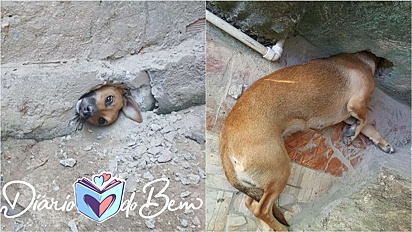 Cachorrinha fica com cabeça entalada em muro de residência em Sabará, Na Região Metropolitana de Belo Horizonte. 
